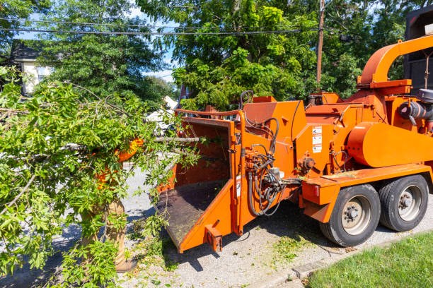 Best Tree Root Removal  in Mackinac Island, MI